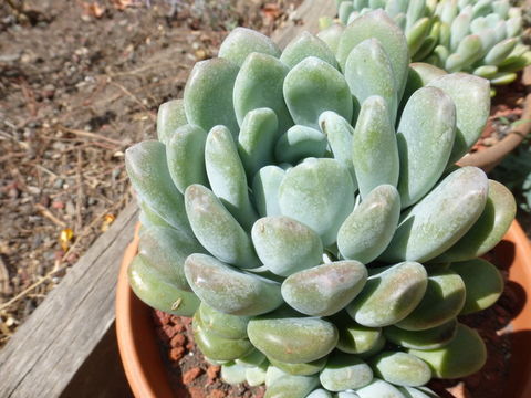 Image of Echeveria elegans Rose