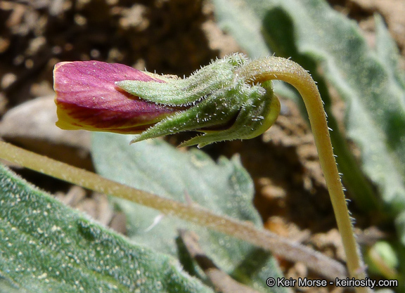 صورة Viola pinetorum var. grisea (Jeps.) R. J. Little