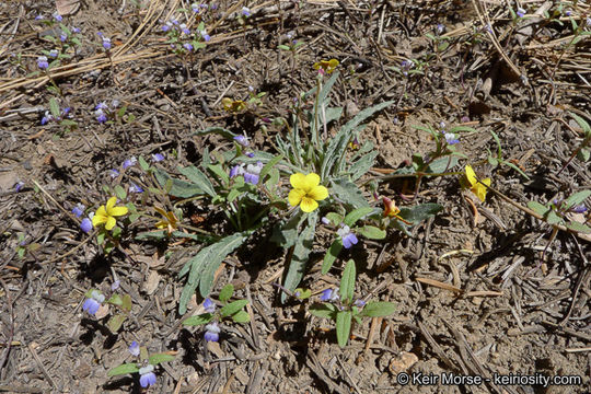 Image of goosefoot yellow violet