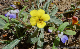 صورة Viola pinetorum var. grisea (Jeps.) R. J. Little