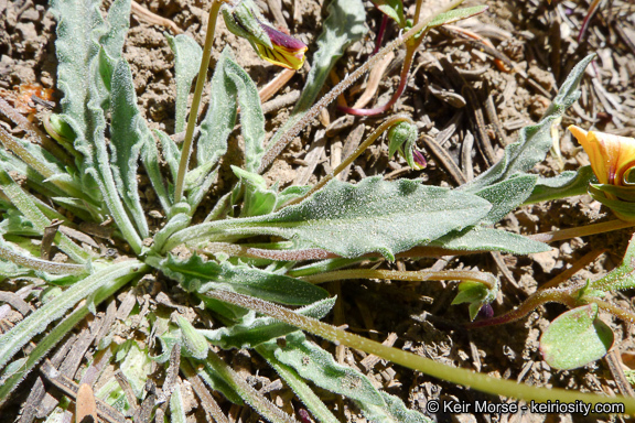 Image of goosefoot yellow violet