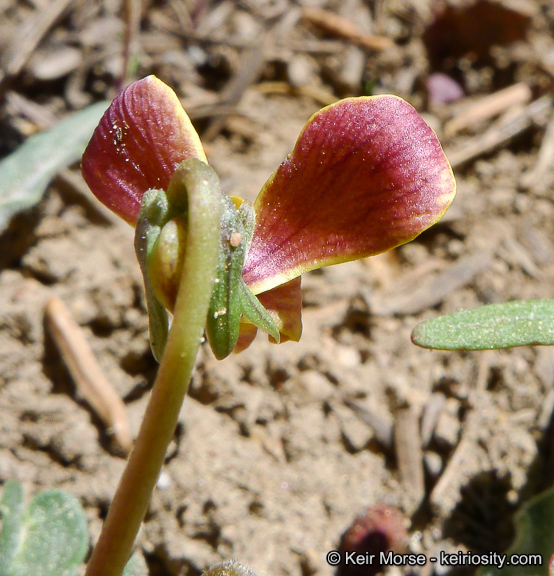 Image of goosefoot yellow violet