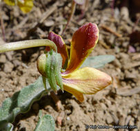 صورة Viola pinetorum var. grisea (Jeps.) R. J. Little