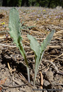 Image of goosefoot yellow violet