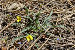 Image of goosefoot yellow violet