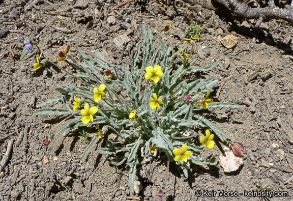 صورة Viola pinetorum var. grisea (Jeps.) R. J. Little