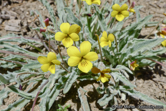 Image of goosefoot yellow violet