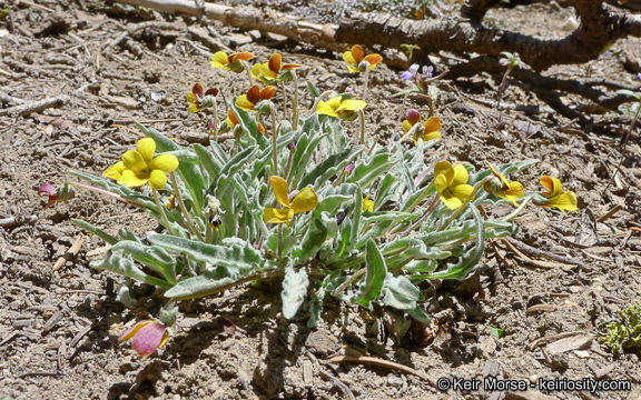 صورة Viola pinetorum var. grisea (Jeps.) R. J. Little