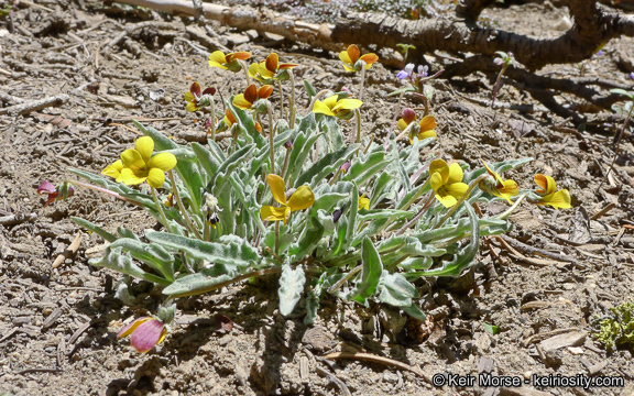 Image of goosefoot yellow violet