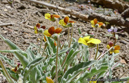 صورة Viola pinetorum var. grisea (Jeps.) R. J. Little