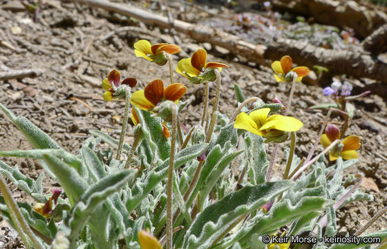 Image of goosefoot yellow violet