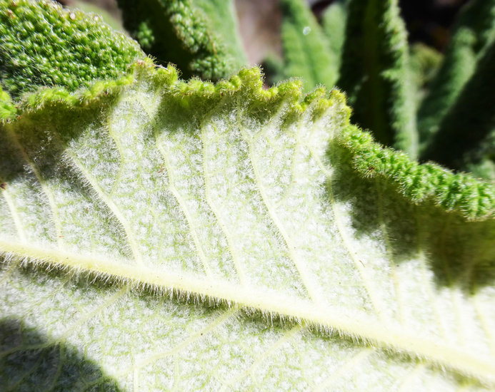 Image of hummingbird sage