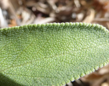 Imagem de Salvia sonomensis Greene