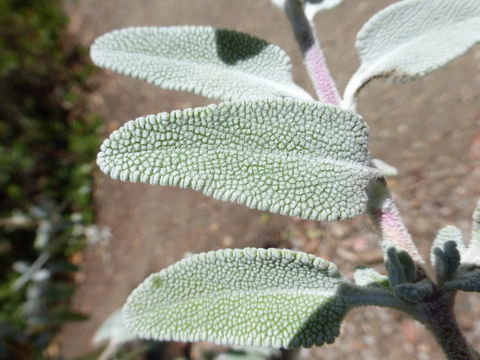 Image de Salvia leucophylla Greene