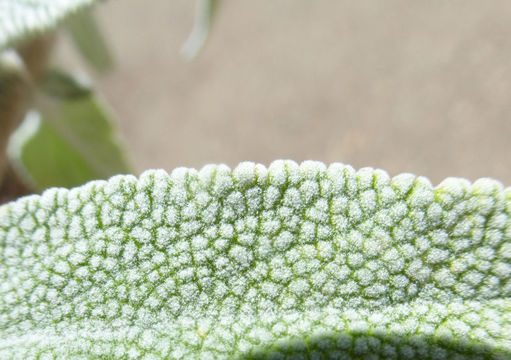 Image de Salvia leucophylla Greene