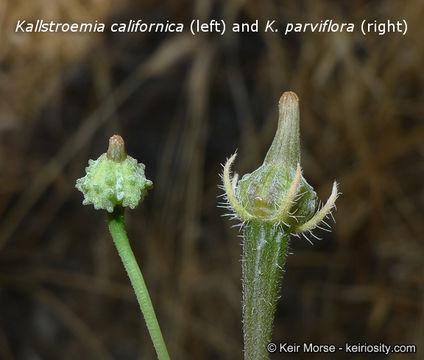 Sivun Kallstroemia californica (S. Wats.) Vail kuva