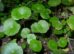 Image of whorled marshpennywort