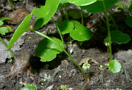 Image of whorled marshpennywort