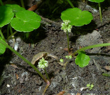 Image of whorled marshpennywort