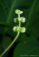 Image of whorled marshpennywort