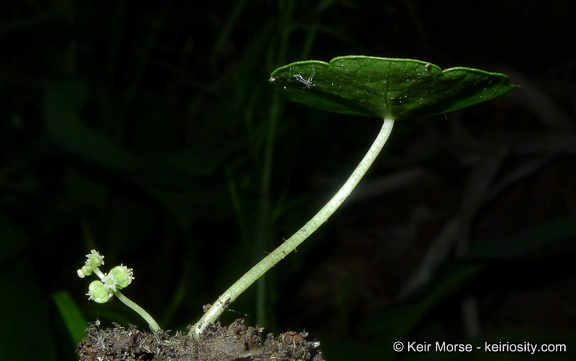 Image of whorled marshpennywort