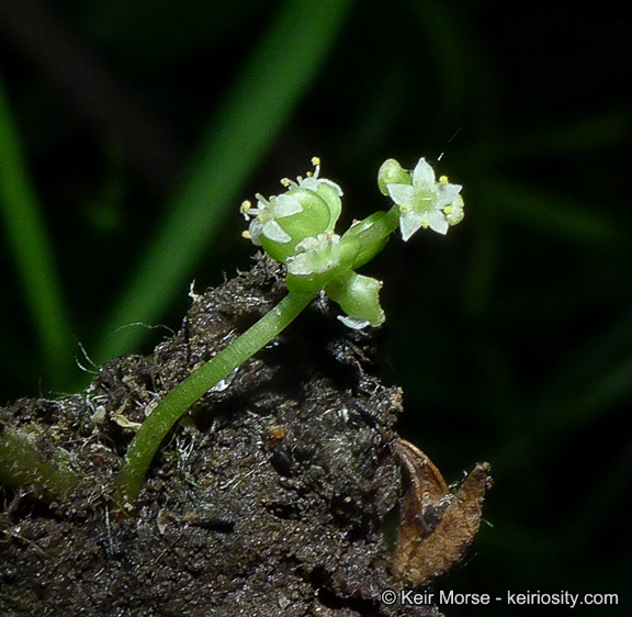 Image of whorled marshpennywort