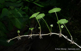 Image of whorled marshpennywort