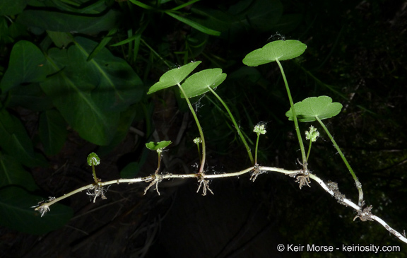 Image of whorled marshpennywort