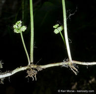 Image of whorled marshpennywort