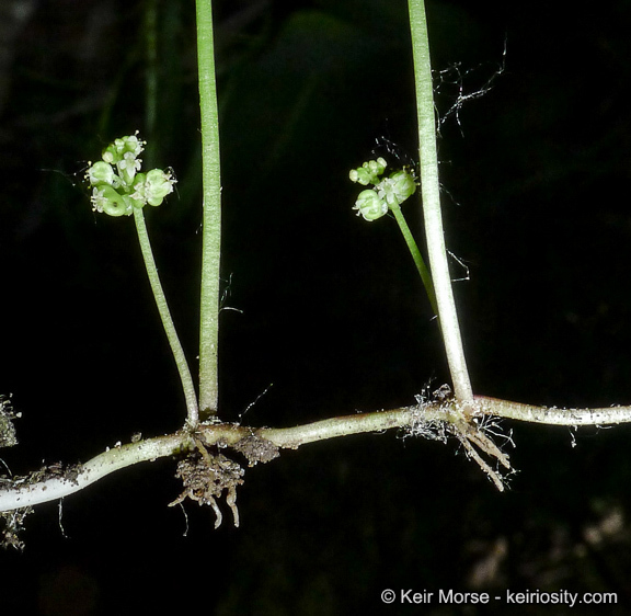 Image of whorled marshpennywort