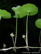 Image of whorled marshpennywort