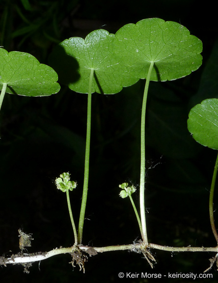 Image of whorled marshpennywort