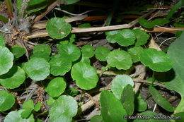 Image of whorled marshpennywort