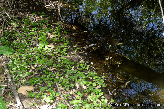 Image of whorled marshpennywort