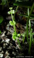 Image of whorled marshpennywort