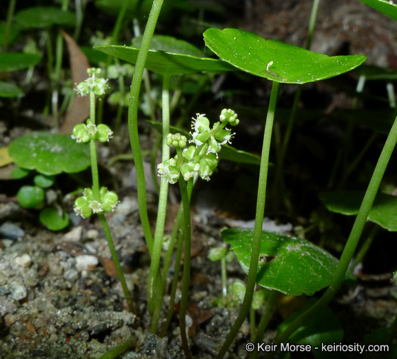 Image of whorled marshpennywort