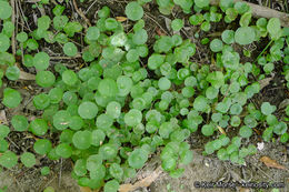 Image of whorled marshpennywort