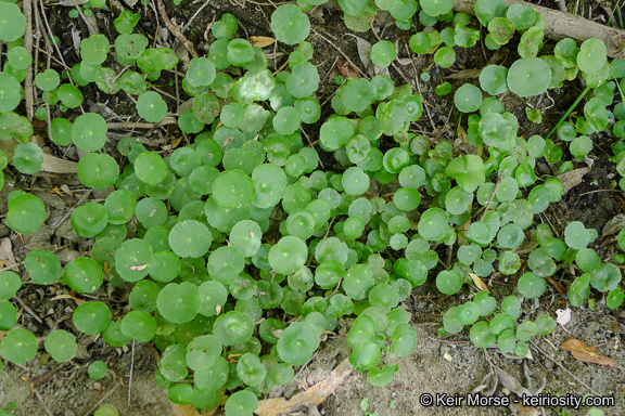 Image of whorled marshpennywort