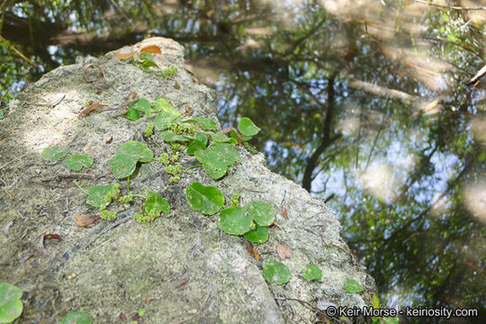 Слика од Hydrocotyle verticillata Thunb.