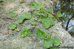 Image of whorled marshpennywort