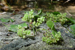 Image of whorled marshpennywort