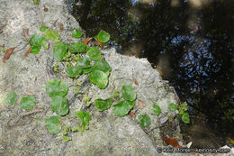 Image of whorled marshpennywort