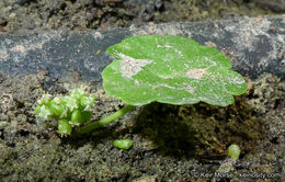 Image of whorled marshpennywort