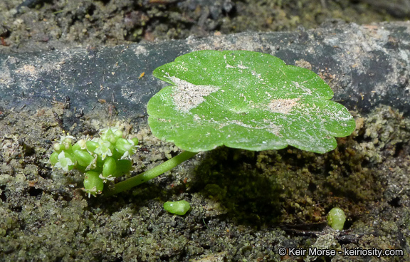 Image of whorled marshpennywort