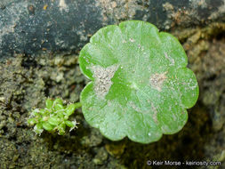 Image of whorled marshpennywort