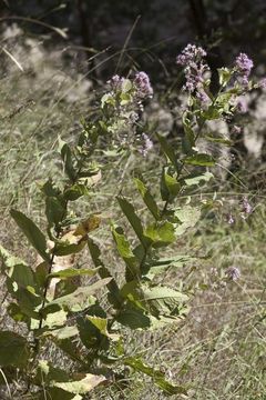 Sivun Acourtia thurberi (A. Gray) Reveal & R. M. King kuva