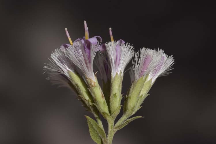 Image of Thurber's desertpeony