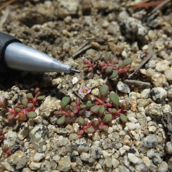 Image of <i>Calyptridium pygmaeum</i>