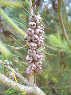 Image of <i>Calothamnus villosus</i>