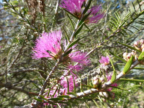 Image de Melaleuca wilsonii F. Müll.